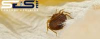 SES Bed Bug Control Adelaide image 4